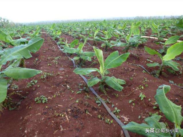 香蕉种植前该怎么选择园区地址才容易丰产？种植都要注意哪些事项