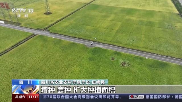 千里沃野筑粮仓 四川主产区迎丰收