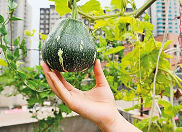 在阳台上栽种迷你小南瓜，立体种植更节省空间