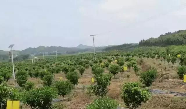 柑橘种植过程中，需要注意的15个管理要点