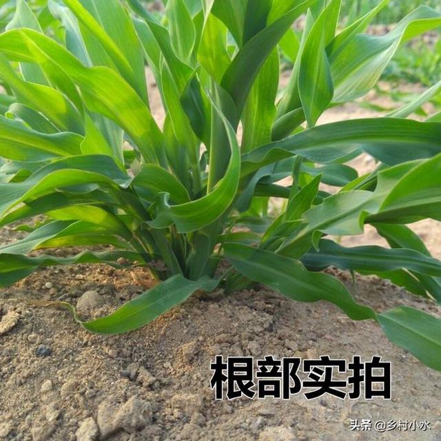 墨西哥玉米草被誉为“夏季牧草之王”，亩产20吨，深受养殖户青睐