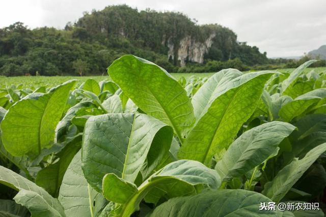 烟草优质高效栽培的关键技术，及其原则分析，一起参考参考！