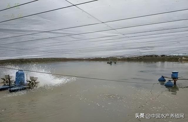 紧急！已有鲮鱼罗氏虾被冻死，冬棚被吹烂！养殖户太难了