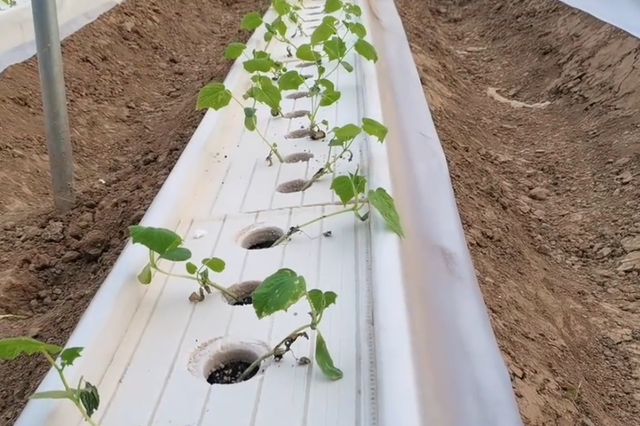 农户自制水培种植槽，成本低效果好，种植瓜果蔬菜都适合