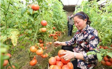 西红柿如何种植长的好，露地种植技术你掌握了吗？