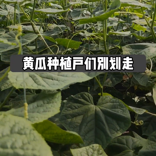 黄瓜种植户们学会科学种植，省时省工还增产#黄瓜高产种植