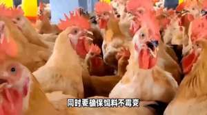 泥鳅养殖技术ppt(养活泥鳅可不简单，均衡营养和病害是关键#泥鳅)