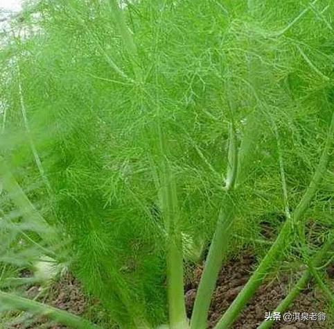 茴香种植时间及需要掌握地技术要点