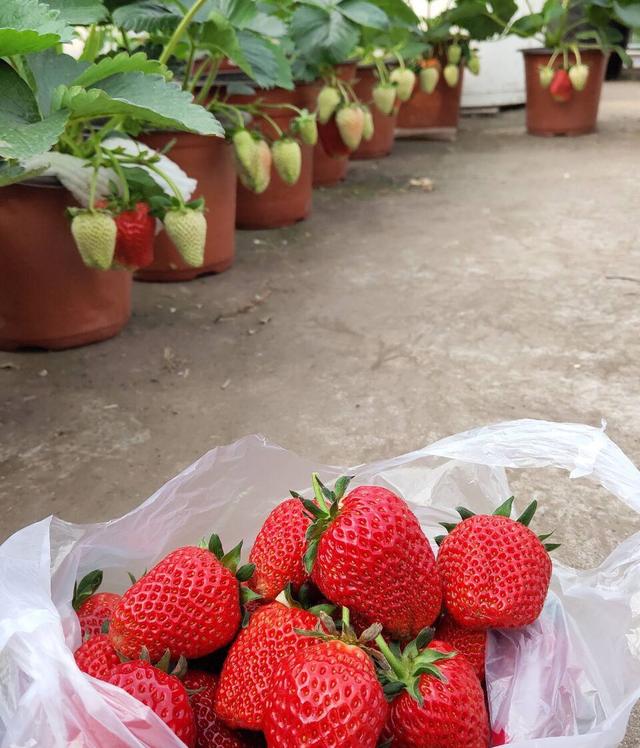 冬天如何在家种植草莓？做到2步，开花很多、硕果累累、漂亮美味