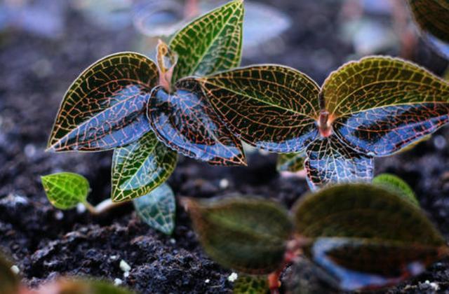 金线莲又名血叶兰，是兰科植物中一味难得的药材，那她该怎么养