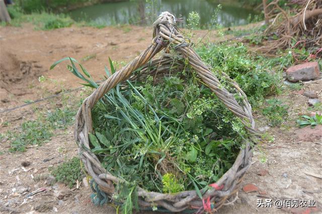 农村老人养殖大白鹅，每天割青草作饲料，6元一枚的鹅蛋很喜人