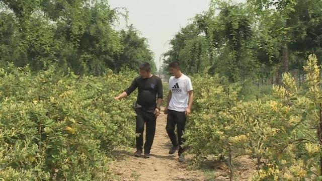 菏泽市成武县：中药材种植产业成“脱贫药方”