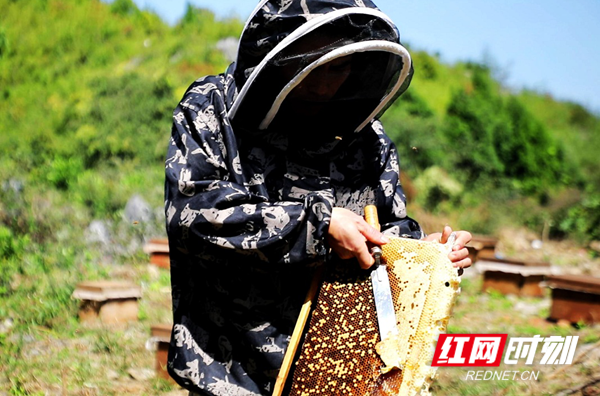 湖南新田：贫困户养殖蜜蜂 酿出甜蜜生活