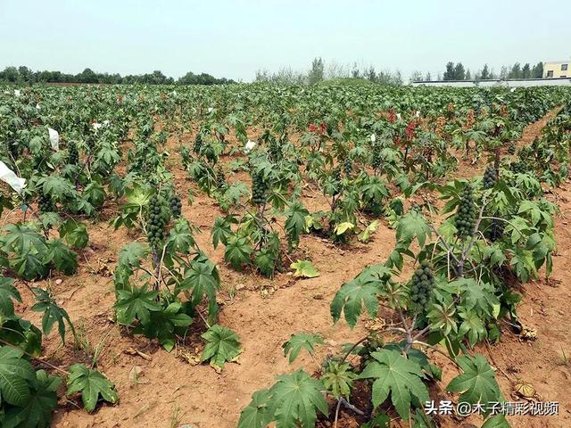 全株有毒，一粒种子可致命，如今却成全球十大油料作物，价值极高