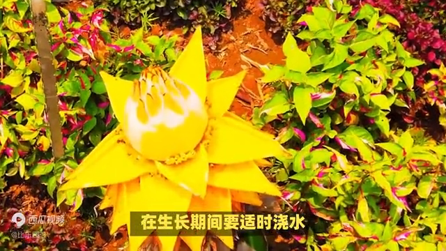 地涌金莲的种植方法及养护技巧