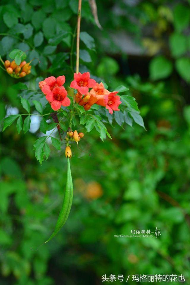 植物笔记：想种一棵凌霄花？小心它吃掉你的房子