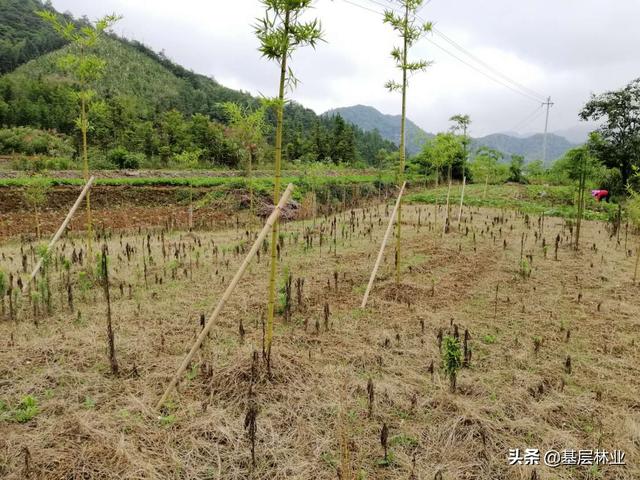 农村闲置的荒地种植反季节雷竹，亩年均收益过万，，该如何建园？