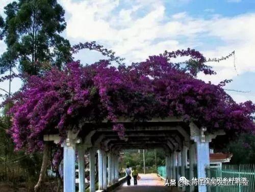 藤本植物将成为休闲农业和乡村旅游项目打造中的新亮点