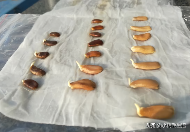 简单7步，在阳台种小葫芦，一盆结十几个，随便盘