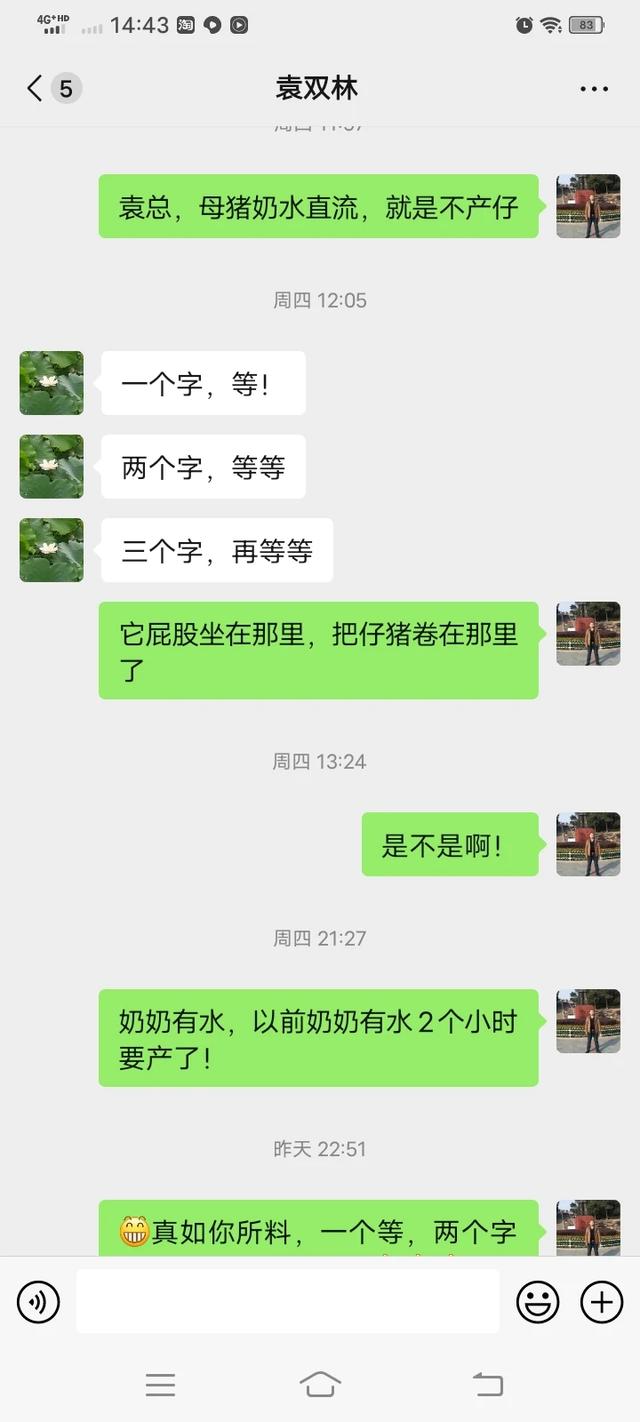 农村农民的福音，太湖母猪产仔率高，看我家的太湖母猪产多少个仔