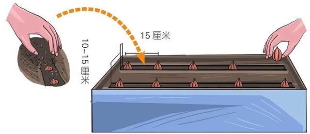 苦菊非常不耐寒，想在阳台收获肥嫩的苦菊还得掌握些小技巧