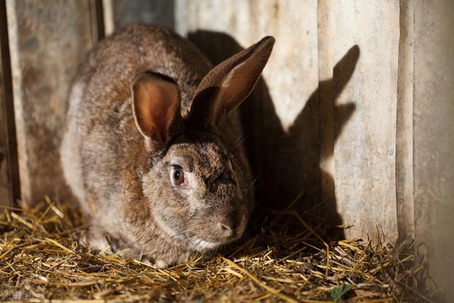 养兔子本小利大又轻松，适合50岁后农村人养殖，但要注意兔子腹胀
