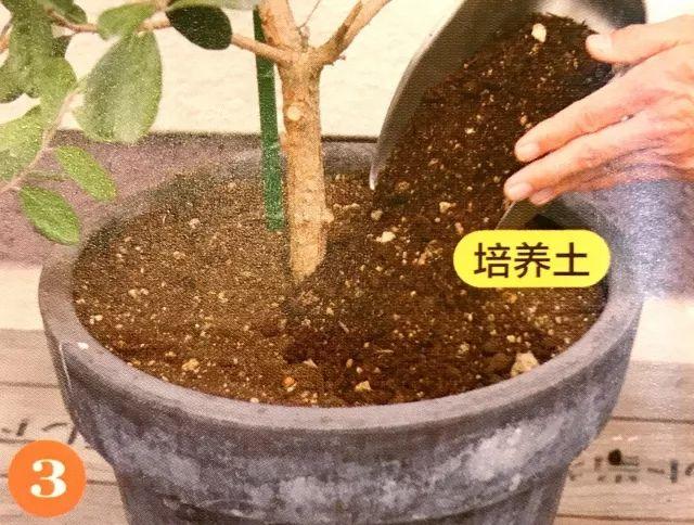 懒得为植物换土？超简单神奇的“钻头松土法”为你解忧