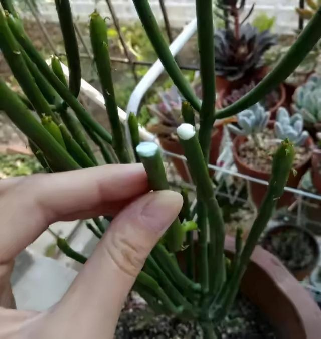 超萌多肉植物“光棍树”有毒吗？能养家里吗？种植需要注意什么？