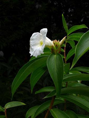 雷公笋大棚种植技术