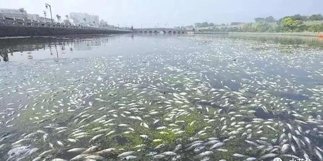 柳根鱼生物学特性，与科学的池塘养殖技术