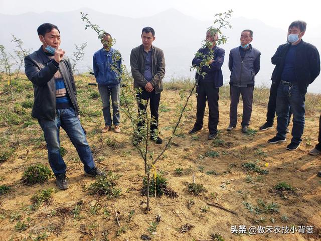 花椒树需要拉枝吗？哪种树与枝需要拉？几月份拉枝？如何操作？