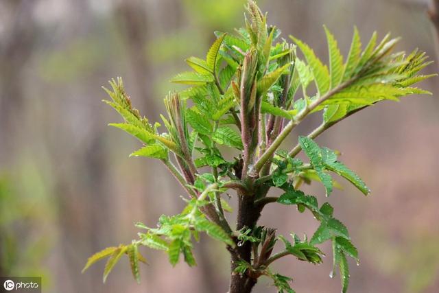 手把手教你种香椿芽！掌握6个关键技术，来年大丰收