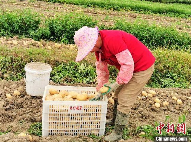 广东侨乡台山万亩马铃薯丰收 农户“薯”来运转