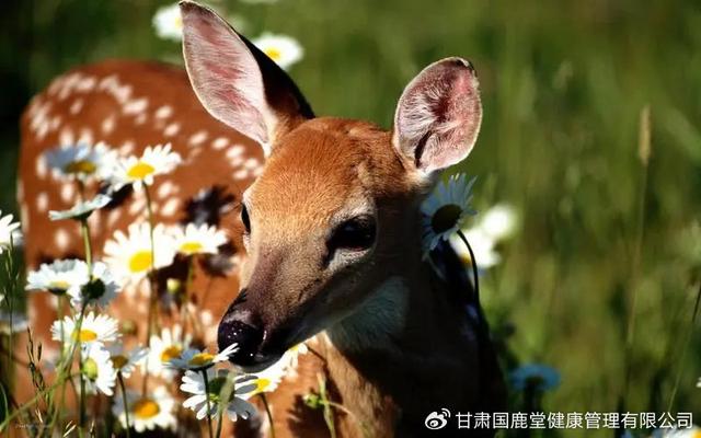 梅花鹿的养殖方法和相关经验技巧