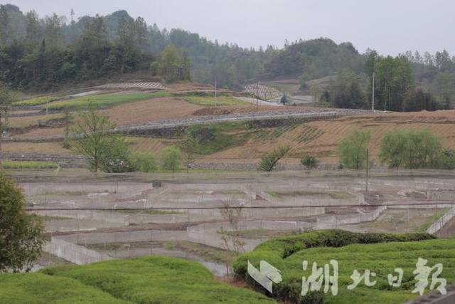 鹤峰：发展生态养蛙产业 蹚出乡村振兴新路径