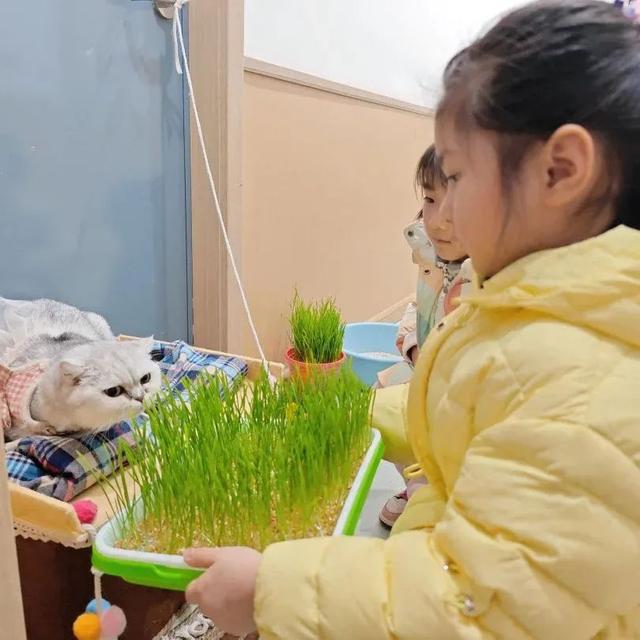 未央区第四幼儿园开展“猫草种植记录”课程