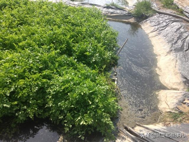 新技术：畜禽养殖废水种水芹，产量高效益好，净化水体效果很“神奇”