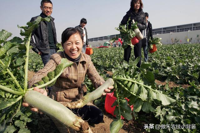 秋季10月种植哪些蔬菜最合适？田间管理上要重点抓好哪几点？