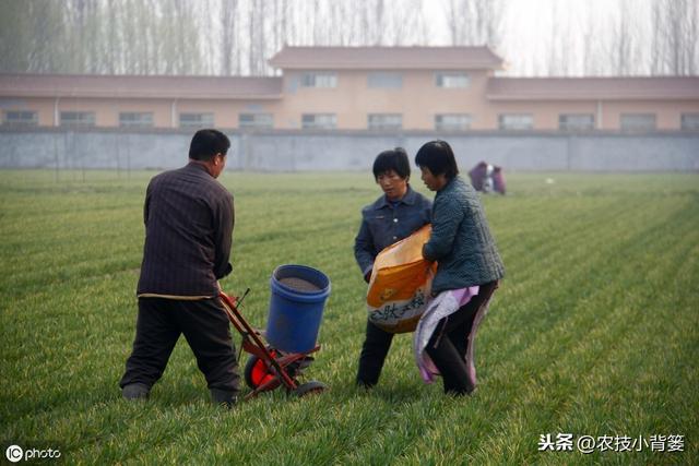 小麦播种学会这8招，出苗快、出苗齐、苗势健壮不用愁