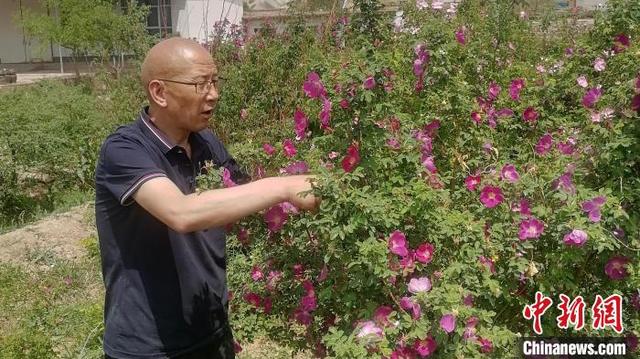 兰州永登开启“玫瑰再造”计划 种植地“苦水”要打翻身仗