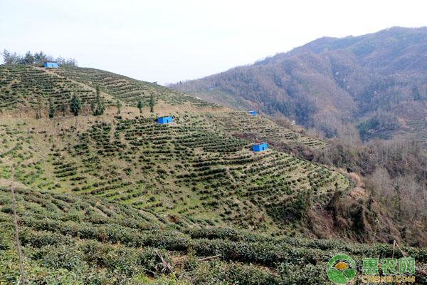 茶叶的市场前景及种植效益如何？（附种植要点）