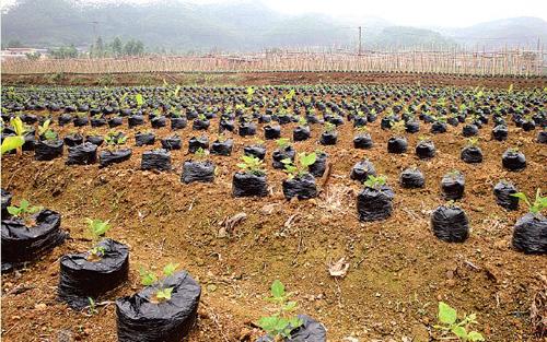 种植中药材也能致富？