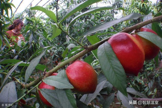 温室大棚油桃种植基地，都在这里了