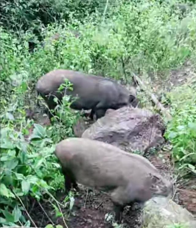 安徽歙县10月1日开始野猪狩猎 限额限地持“双证”