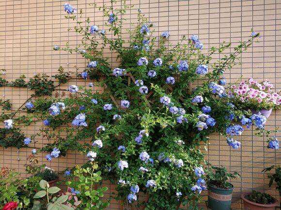 夏季养“蓝雪花”，晒一晒、浇水就疯长，长满了枝，开一阳台花