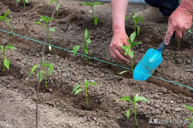 春季种植蔬菜，两个时间不能种，两种秧苗不能栽，错了不长还减产