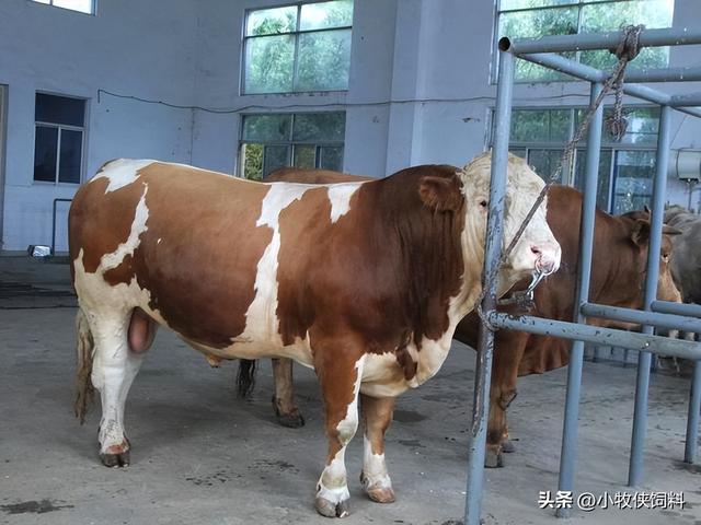 肉牛养殖技术要点，肉牛养殖技术和方法，新生养牛人一定要学习！