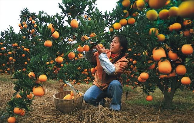 秘笈大揭秘！水果种植户通过1500元1亩补贴，制胜农业市场！