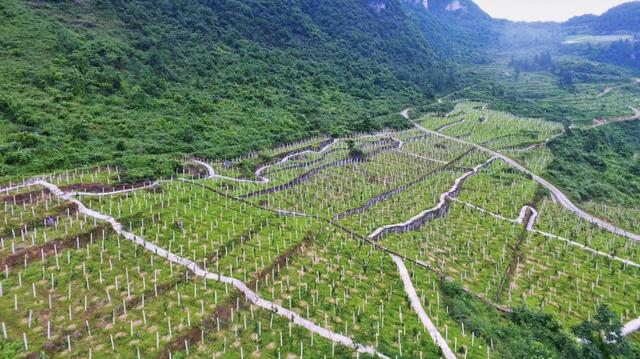 一年之计在于春｜布福娜深山扎根记