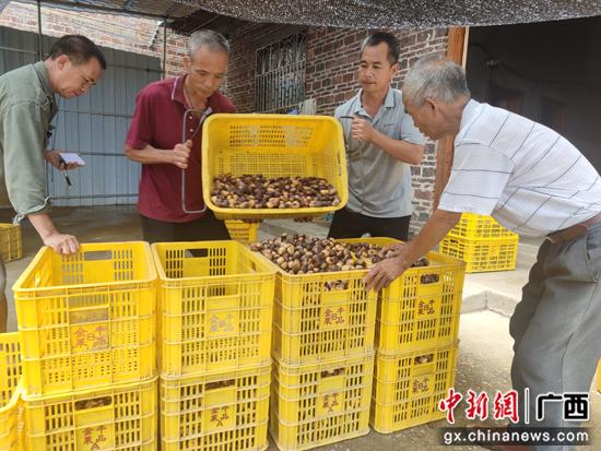 广西平乐县：瑶乡板栗迎丰收 乡村致富有“钱”景